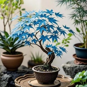 Blue maple bonsai - Etsy sterreich