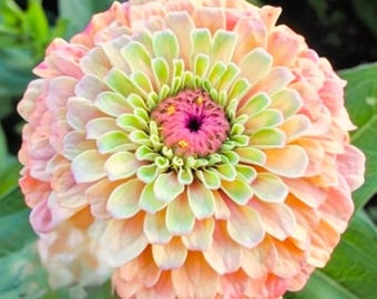 Semi di Zinnia Elegans Queen Red Lime / Semi di fiori da giardino unici