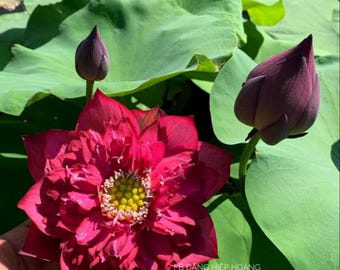 Semi di loto a forma di ciotola rossa per la semina / Semi di fiori acquatici dai colori vivaci
