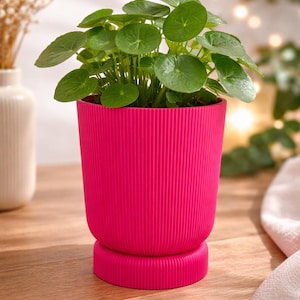 Könnte beinhalten: Ein leuchtend pinkfarbener, geriffelter Blumentopf mit einer grünen Pflanze mit runden Blättern. Der Topf steht auf einer Holzoberfläche. Die Pflanze ist eine Pilea peperomioides, auch bekannt als chinesische Geldpflanze. Modernes Design.