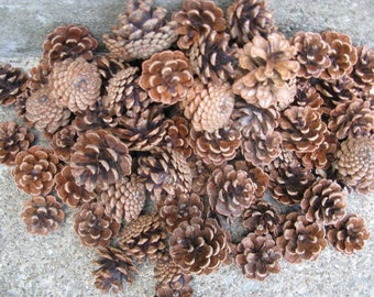 100 pinecones smaller sizes perfect for crafting 1 to 2 inches nature crafts woodlands wedding