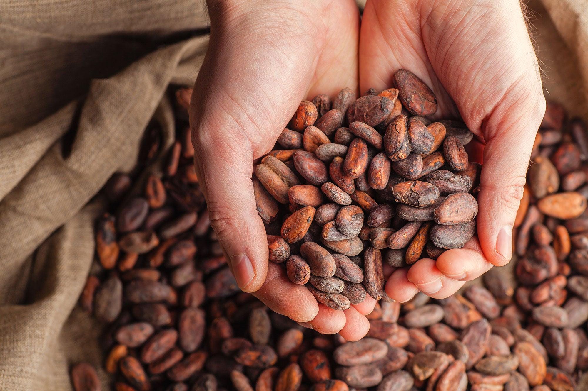 Cacao seeds - Etsy 日本