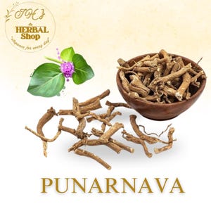 Raíz de Punarnava / Polvo de Boerhavia Diffusa / Difusión de Hogweed / Botánico herbario ayurvédico indio