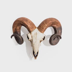 May include: A ram skull featuring large, curved, textured horns in shades of brown and tan. The skull itself is off-white with visible bone structure, including eye sockets and a nasal cavity. The horns spiral outwards from the central cranium.