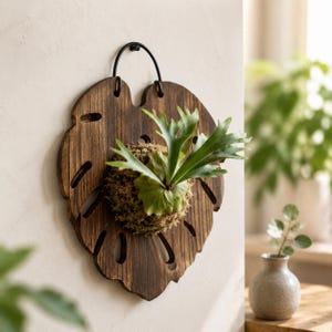 May include: A dark brown wooden wall mount shaped like a monstera leaf with cutouts. A green staghorn fern is mounted in the center on a ball of moss. A black metal wire loop is attached to the top of the wooden leaf for hanging on a wall.