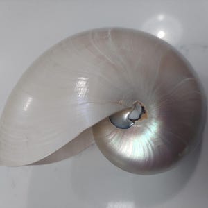 May include: A polished nautilus shell with a smooth, pearlescent white surface. The shell features a curved, spiral shape with subtle iridescent highlights and a small, dark opening at the center of the coil, showcasing its natural structure.