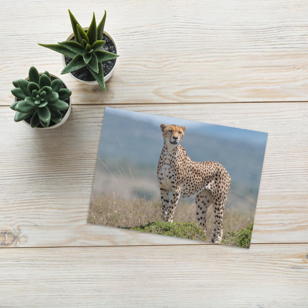 Cheetah Greeting Card, Wild Animal Note Card, Blank Inside Safari ...