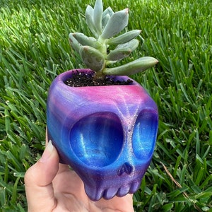 May include: A small, skull-shaped planter in shades of blue, purple, and pink, holding a succulent plant. The planter has large eye sockets and a detailed jawline. The succulent has pale green leaves with pink tips, set against a backdrop of green grass.