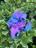 Roseurtle rose turtle fidget (made to order) cute flower turtle 