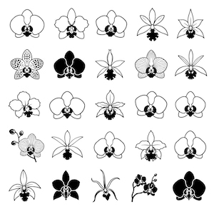 Könnte beinhalten: Eine Sammlung von schwarz-weißen Orchideenillustrationen. Das Bild zeigt verschiedene Orchideen-Designs, darunter detaillierte Strichzeichnungen und massive schwarze Silhouetten. Die Orchideen variieren in Form und Stil und zeigen die Vielfalt der Blume.