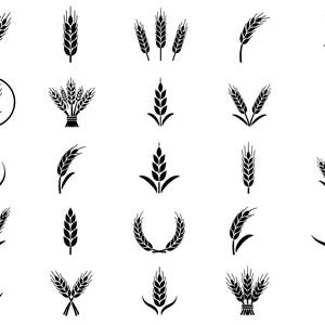 Pode incluir: Uma coleção de ícones pretos de trigo ou grãos em vários arranjos. Os designs incluem espigas únicas, espigas cruzadas e feixes, todos com texturas detalhadas. Estas ilustrações estão em um fundo branco.