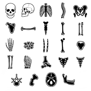 May include: Black and white illustrations of human skeletal system components. The image includes a skull, rib cage, spine, pelvis, and various individual bones, such as the humerus, femur, and phalanges.