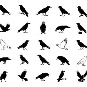 May include: A collection of twenty-five graphic icons featuring ravens in various poses. The set includes silhouettes of ravens standing, perched on branches, and in flight, rendered in solid black and white high-contrast vector style designs.