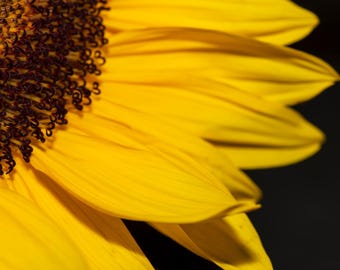 Golden Sunflower Macro Photography – Framed Floral Wall Art, Yellow Botanical Print