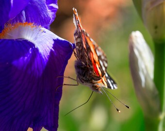 Butterfly on Iris Flower Landscape Photograph, Luster Print Fine Art Home Décor