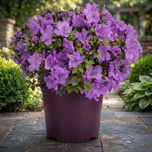 May include: A vibrant purple azalea plant in a dark purple pot. The azalea is in full bloom, with numerous purple flowers and green leaves. The pot is sitting on a stone patio, with greenery in the background.