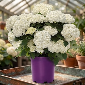 May include: A lush hydrangea plant with large, white, spherical flower heads and green leaves. The plant is in a vibrant purple pot, set against a blurred greenhouse background. The flowers are in full bloom, creating a dense, textured appearance.