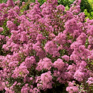May include: A vibrant display of pink crepe myrtle flowers in full bloom. The image showcases a dense cluster of blossoms, with green foliage providing a contrasting backdrop. The flowers are a soft, dusty rose color, creating a lush and visually appealing scene.