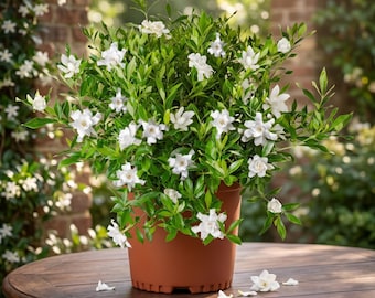 Frost Proof Gardenia Live Shrub in 2 Gallon Pot, Fragrant White Blooms, Cold Hardy Evergreen Garden Plant, Outdoor Landscape Flowering Bush