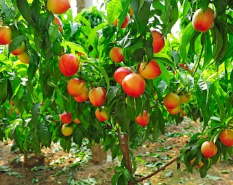 Contender Peach Live Tree in 1 Gallon Pot, Cold Hardy Fruit Tree, Sweet Yellow Freestone Peaches, Spring Blooms, Home Orchard, IshGaard