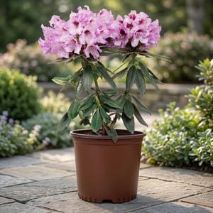 May include: A potted rhododendron plant with vibrant pink and purple flowers. The plant has dark green leaves and is in a brown plastic pot. The background features a blurred garden setting.