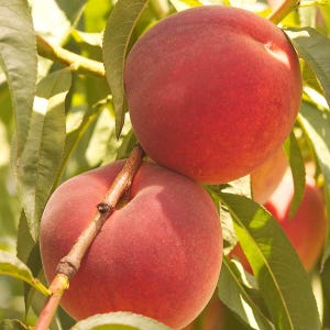 May include: Close-up of ripe peaches on a tree branch. The peaches are a vibrant red color with a slightly fuzzy texture. Green leaves surround the fruit, with sunlight illuminating the scene.