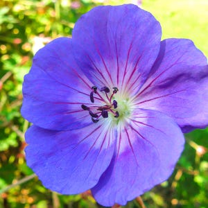 May include: Close-up of a vibrant purple flower with five petals. The petals have delicate red veins radiating from the center. The flower's center features dark stamens and a light green base, set against a blurred green background.
