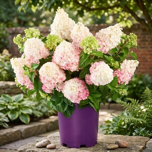 Vanilla Strawberry Hydrangea Live Shrub in 3 Gallon Pot, Color Changing Blooms, Large Cone Flowers, Hardy Sun Loving Plant, IshGaard Garden