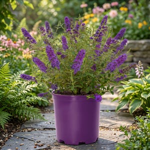 May include: A vibrant purple butterfly bush in a matching pot. The plant features long, slender spikes of deep purple flowers, surrounded by green foliage. The pot is a solid, bright purple, set on a stone pathway in a garden setting.