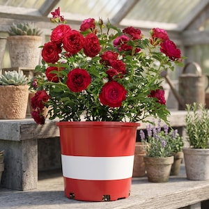 May include: A vibrant red rose plant in a red pot with a white stripe. The roses are a deep red color, with lush green foliage. The pot is sitting on a wooden shelf, with other potted plants in the background. The scene is set in a greenhouse.