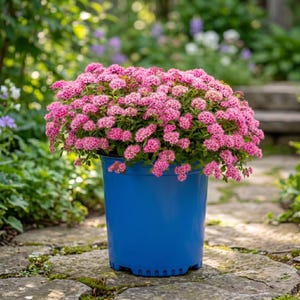 Poprocks Petite Spirea Live Shrub in 2 Gallon Pot, Vibrant Pink Blooms, Compact Low Maintenance Flowering Shrub, Full Sun Garden Plant