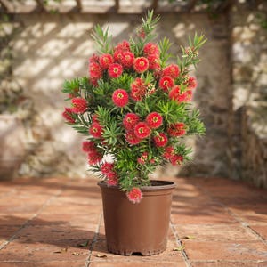 May include: A potted plant with vibrant red, bottlebrush-like flowers and green foliage. The plant is in a brown plastic pot, set on a brick patio. The background features a stone wall and a pergola.