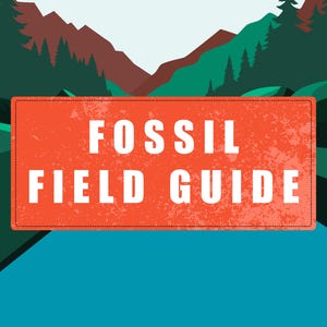 May include: A rectangular orange sign with a distressed texture featuring the white text FOSSIL FIELD GUIDE. The sign is centered against a background illustration of dark green pine trees and brown mountains under a light blue sky.