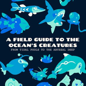 Op de afbeelding: Een donkerblauwe poster met de titel A FIELD GUIDE TO THE OCEAN'S CREATURES FROM TIDAL POOLS TO THE ABYSSAL DEEP. Het toont diverse gestileerde waterdieren in tinten lichtblauw, cyaan en taling, waaronder vissen, een haai en een octopus.