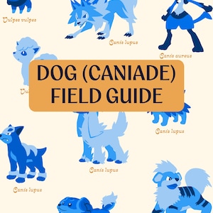 Pode incluir: Um cartaz Dog (Caniade) Field Guide com várias ilustrações caninas em tons de azul. Cada criatura está rotulada com nomes científicos como Vulpes vulpes, Canis lupus e Canis aureus numa fonte de cor castanha sobre um fundo creme.