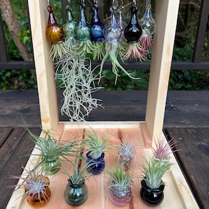 Airplant Glass Vessels