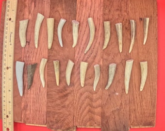 20 antler tip