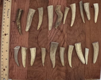 20 antler tip