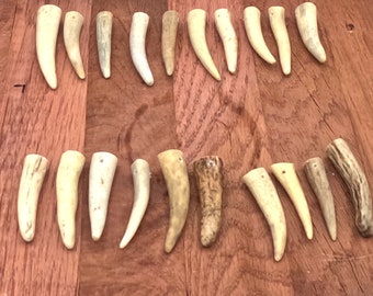 20 antler tips with holes drilled