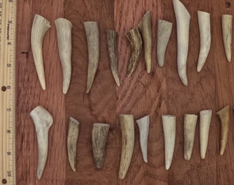 20 antler tip