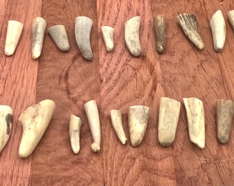 20 antler tip