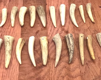 20 antler tip with holes drilled