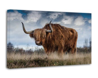 Highland Kuh Kunstdruck auf Leinwand: Schottisches Rind Home Decor Poster