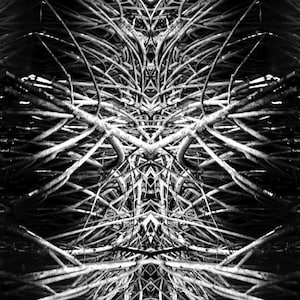 Mangrove Roots Print | Mirrored Nature Photography | Black White Organic Abstract Art | Dark Vertical Wall Art | Organic Tribal Pattern