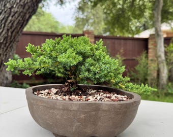 Green Mound Juniper