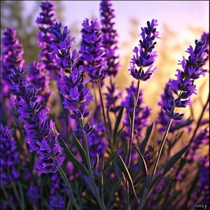 Peut inclure: Gros plan sur des fleurs de lavande violettes vibrantes en pleine floraison. L'image présente plusieurs tiges de lavande avec des pétales texturés et détaillés et des tiges vertes. L'arrière-plan est légèrement flou, mettant en valeur la couleur et la forme riches de la lavande.