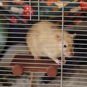 May include: A tan rat inside a wire cage, perched on a small wooden platform. The platform has brown cylindrical supports and the text "Critter Burrow Studio". The cage has a patterned fabric background with mushrooms and carrots.