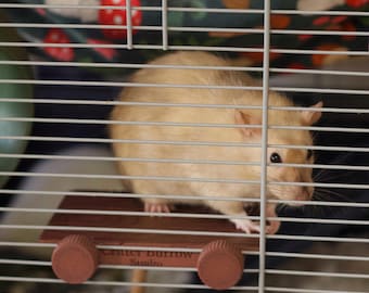 Piattaforma per gabbia per animali domestici con texture in legno stampata in 3D - Mensola per piccoli animali