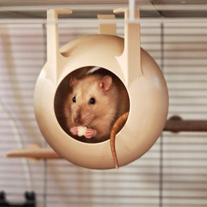 Könnte beinhalten: Ein hellbeiges, kugelförmiges Haustierversteck aus Kunststoff mit einer runden Öffnung, das an den oberen Gitterstäben eines Käfigs hängt. Eine kleine, hellbraune Ratte sitzt im Inneren und hält ein Stück Futter in ihren Vorderpfoten.
