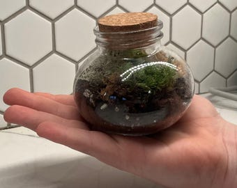 Plant terrarium with moss and plants